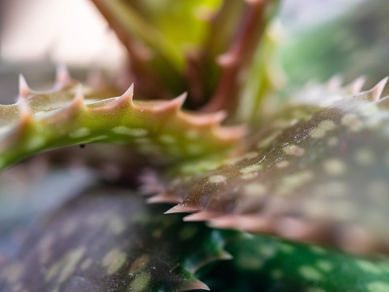 Homemade Plant Structures