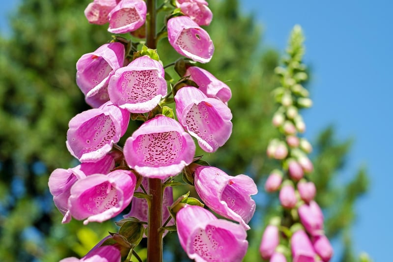Unique Vertical Planting